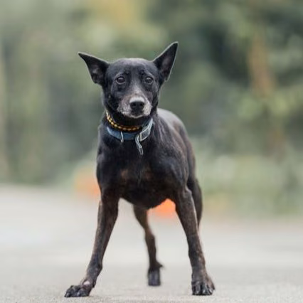 Black adult female mixed-breed dog, Medium, shelter no. …3001