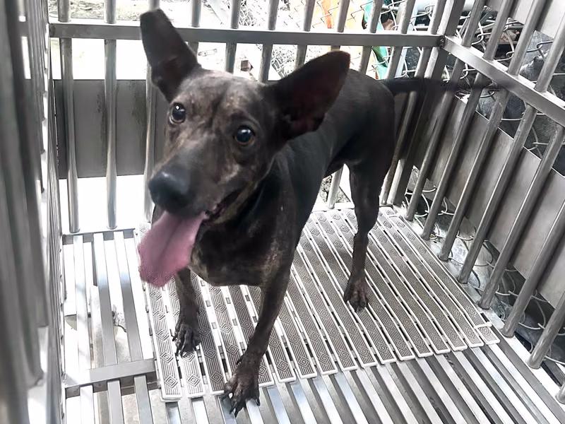 Tabby adult female mixed-breed dog, Medium, shelter no. …2501