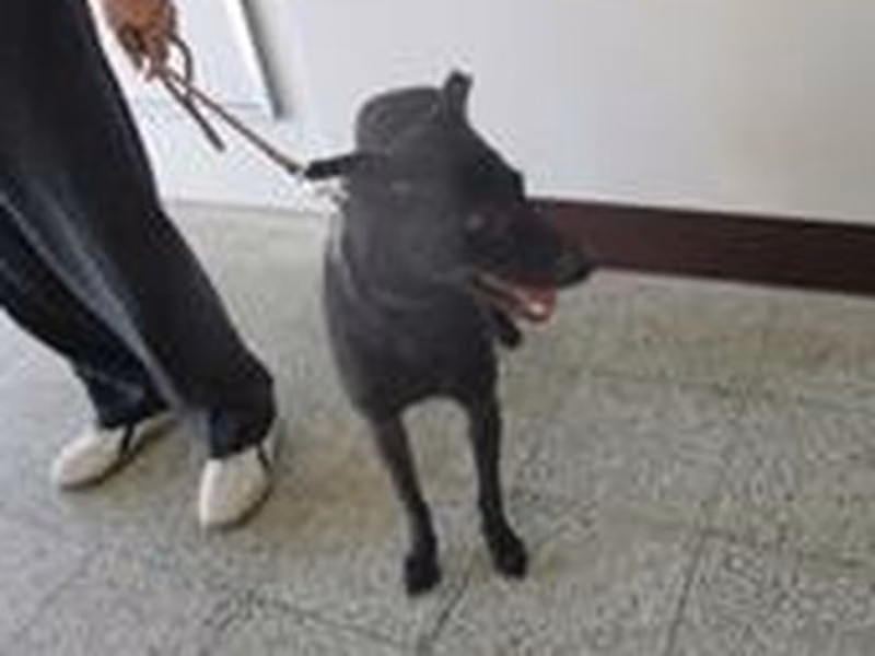 Black adult male mixed-breed dog, Medium, shelter no. …1003