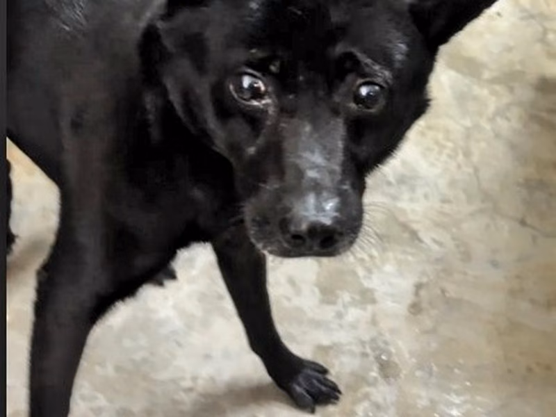 Black adult male mixed-breed dog, Medium, shelter no. …2006