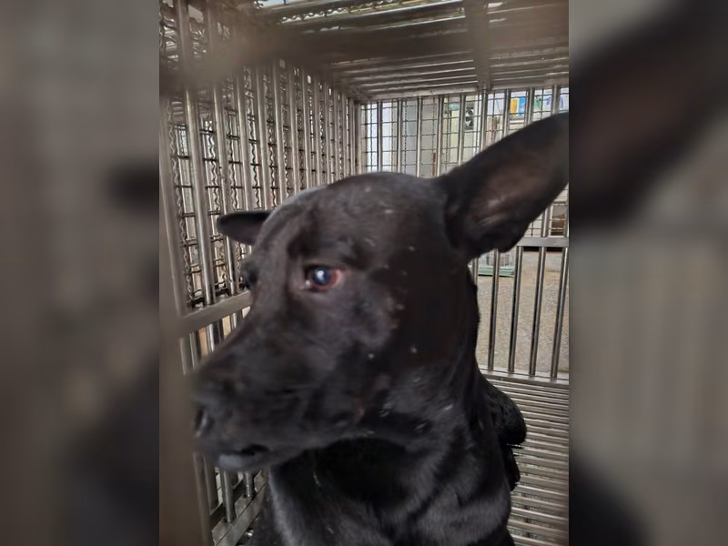ミックス犬(オス・成犬・黒)、中型, 施設番号 …1-06