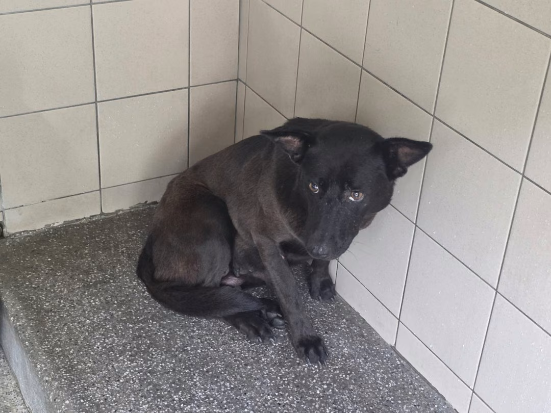 Black adult female mixed-breed dog, Large, shelter no. …1902