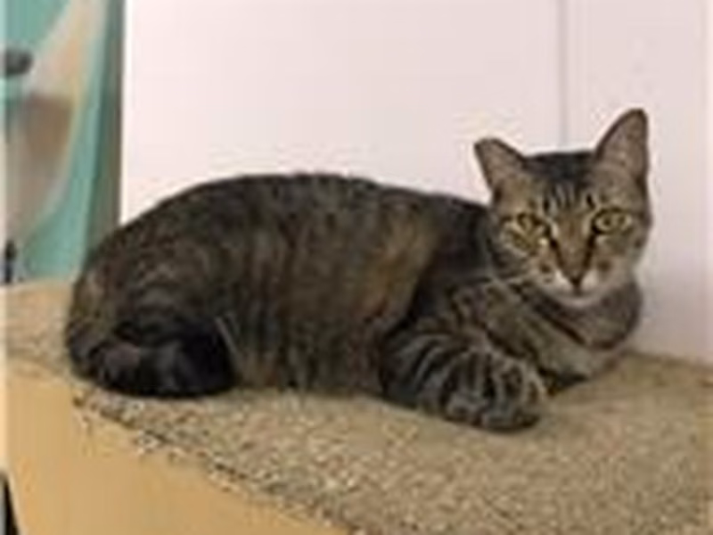 Tabby female mixed-breed cat, Small, shelter no. …8003