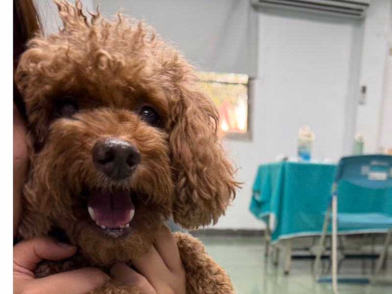 Brown adult male poodle, Medium, shelter no. …6-07