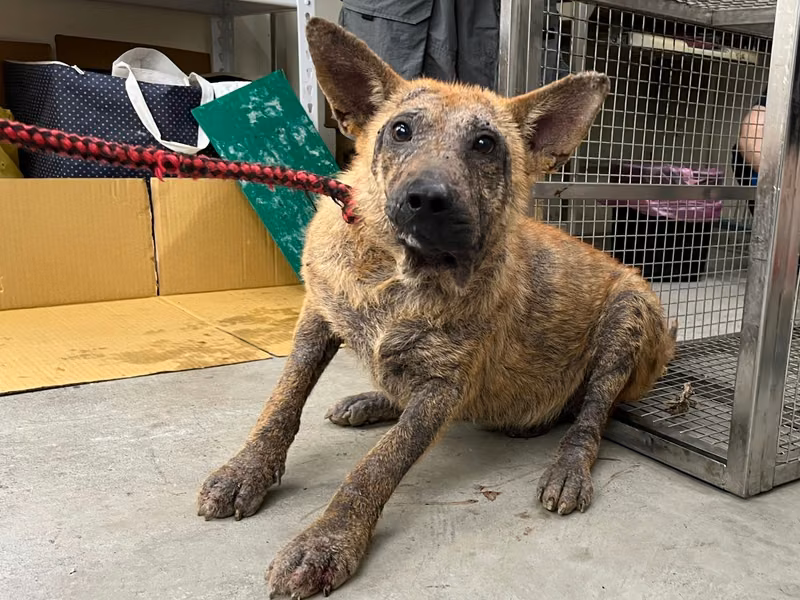 Tan adult male mixed-breed dog, Medium, shelter no. …2906
