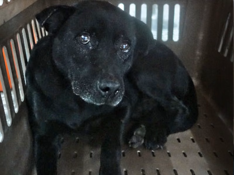 Black adult male mixed-breed dog, Large, shelter no. …0177