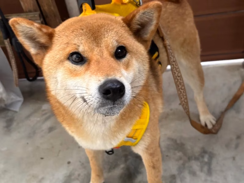 Tan-and-white adult female Shiba Inu, Medium, shelter no. …8001
