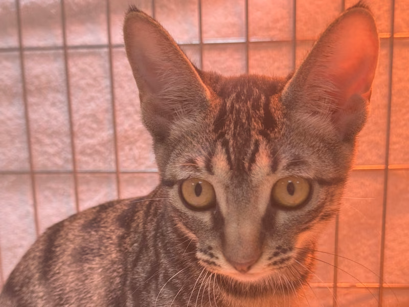 Tabby young female mixed-breed cat, Small, shelter no. …7003