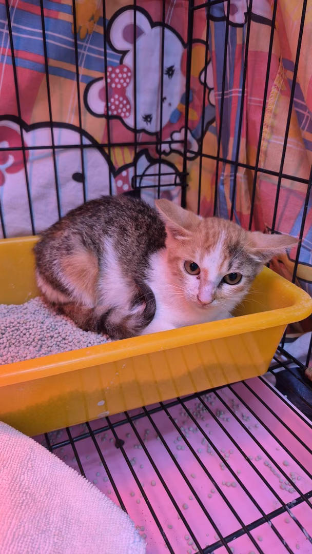 Calico young female mixed-breed cat, Small, shelter no. …0001