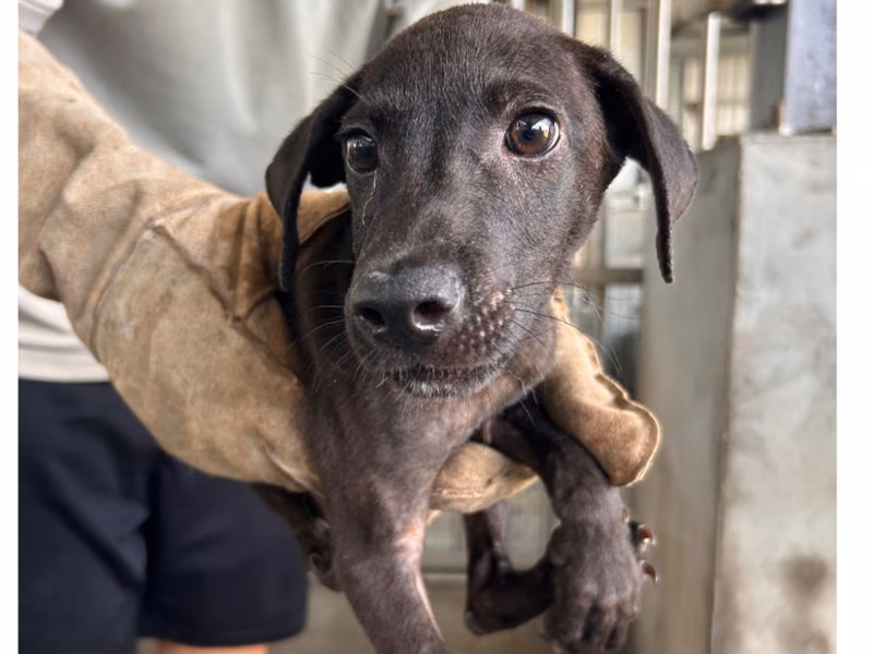 Black young male mixed-breed dog, Small, shelter no. …7010