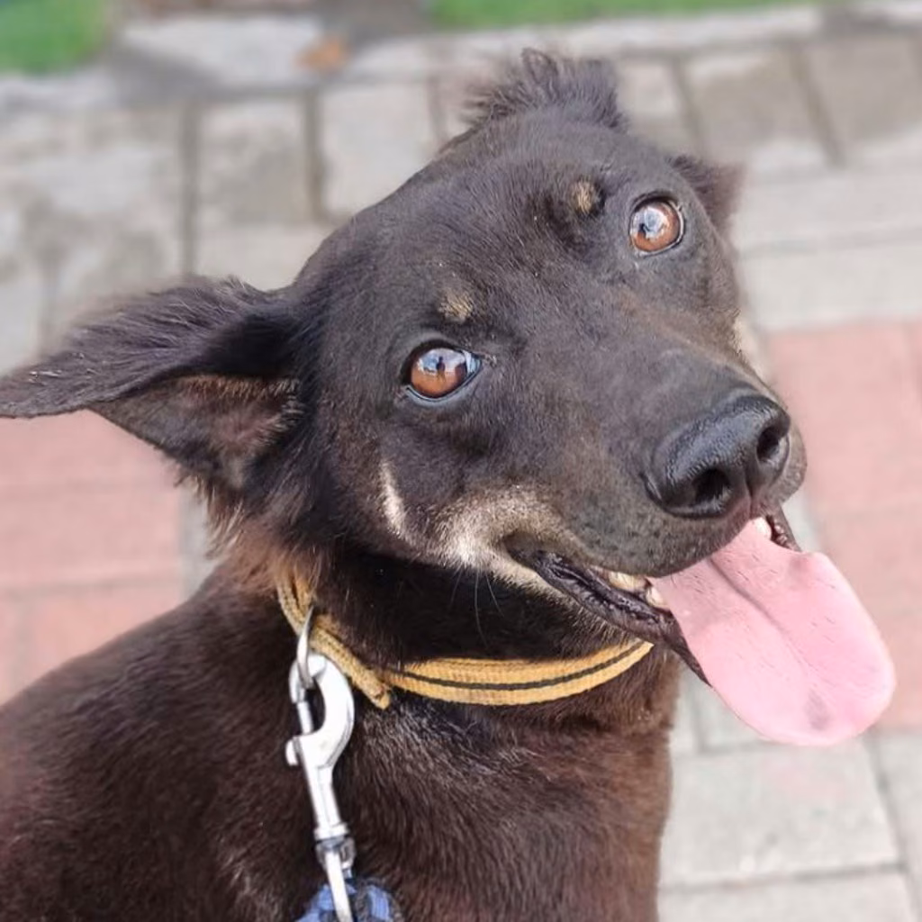 Black adult male mixed-breed dog, Medium, shelter no. …6-06
