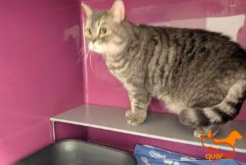 Gray tabby adult male British Shorthair, shelter no. …4373