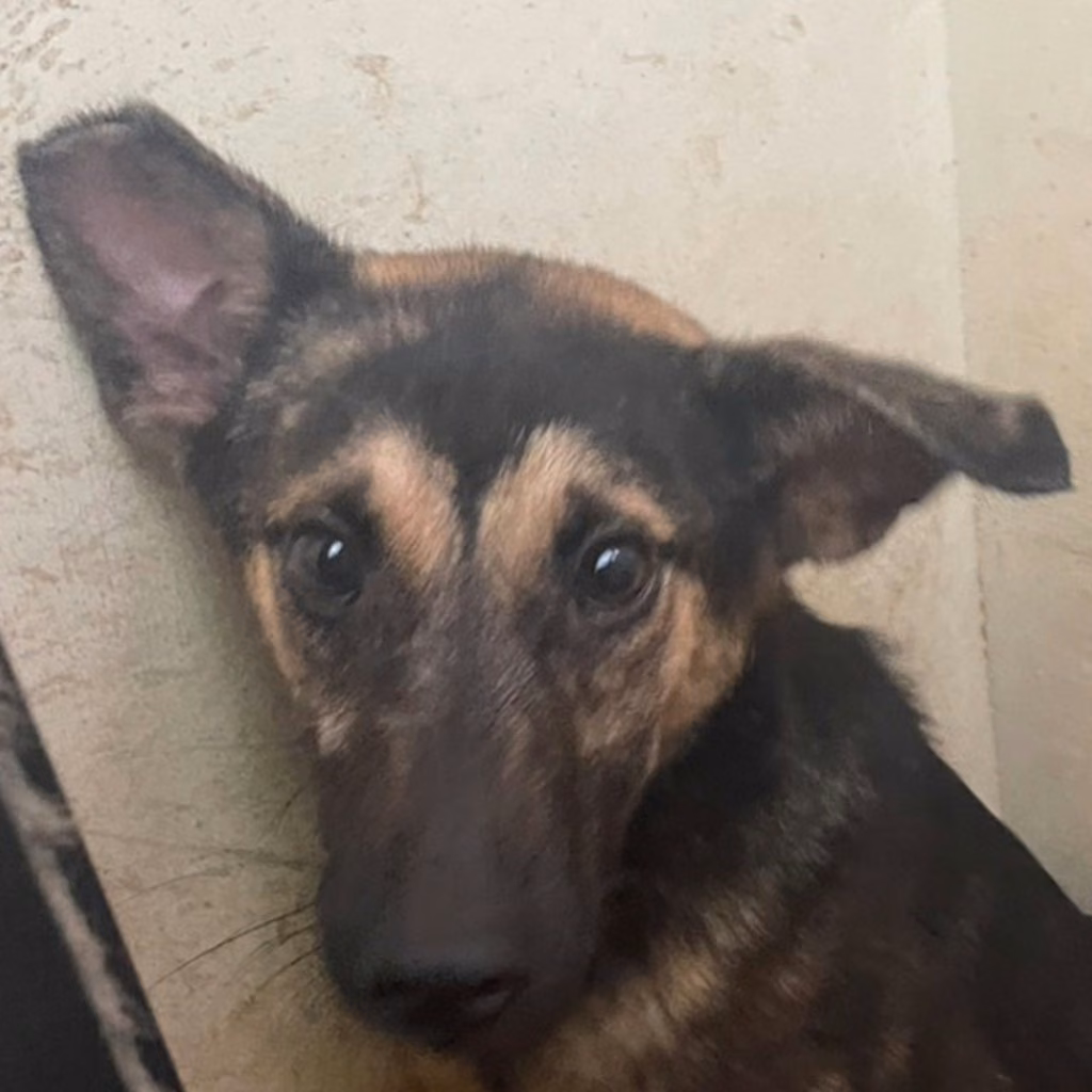 Black-and-tan young female mixed-breed dog, Medium, shelter no. …8004