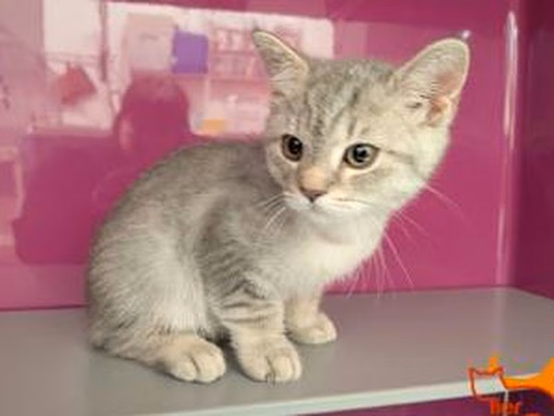 Gray tabby young male European Shorthair, shelter no. …4385
