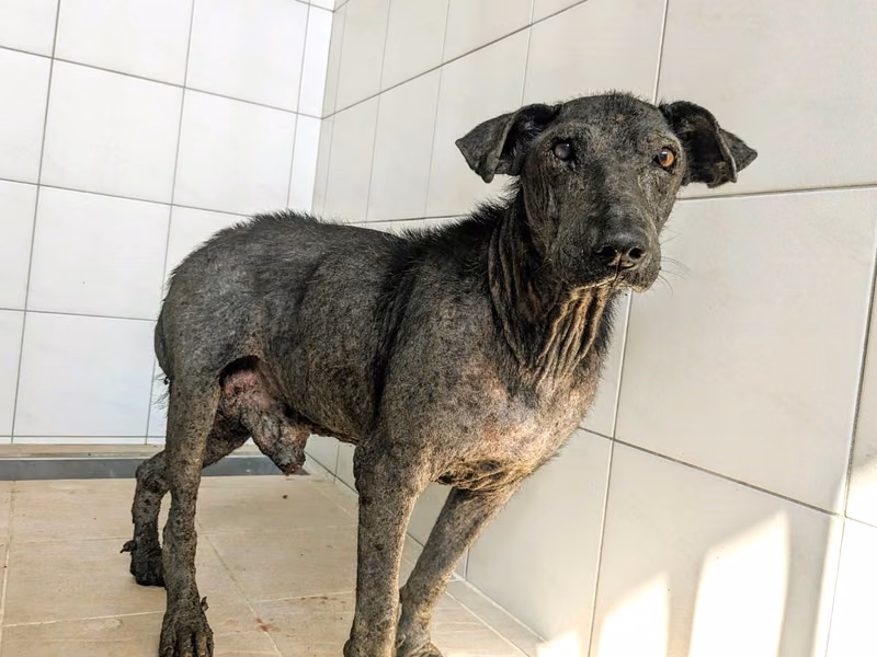 Black adult male mixed-breed dog, Medium, shelter no. …4001