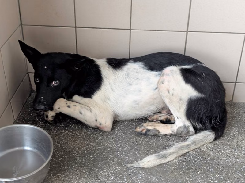 Black-and-white adult male mixed-breed dog, Large, shelter no. …2101