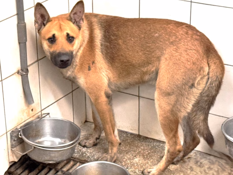 Tan adult male mixed-breed dog, Large, shelter no. …5A24