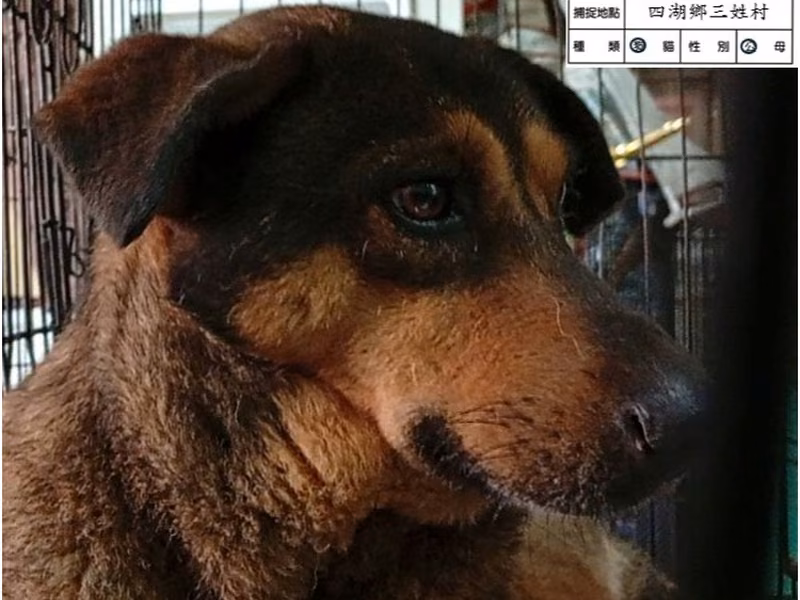 Black-and-tan adult male mixed-breed dog, Large, shelter no. …033D