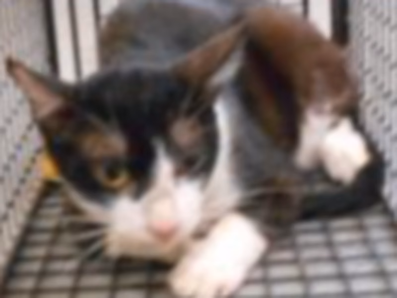 Black-and-white adult male mixed-breed cat, Medium, shelter no. …0018