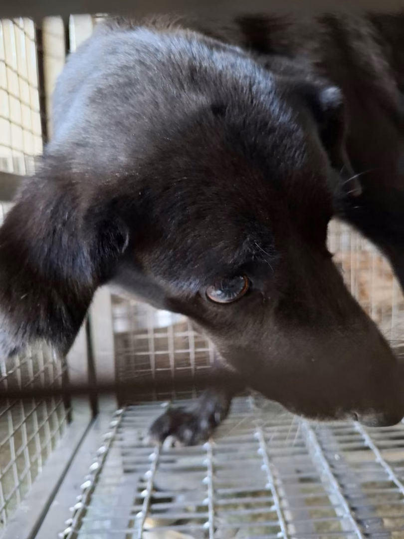 Black adult male mixed-breed dog, Medium, shelter no. …3-01
