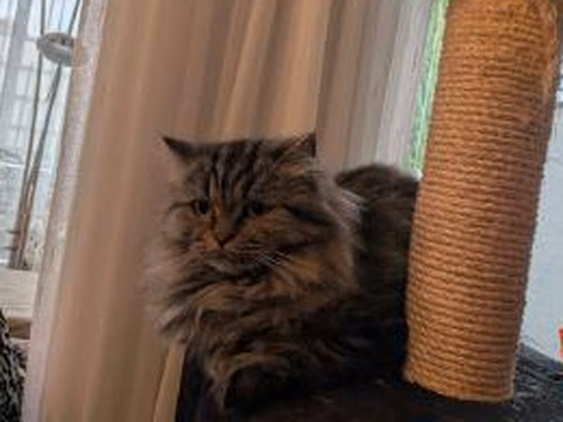 Brown tabby female domestic long-haired cat, shelter no. …4456