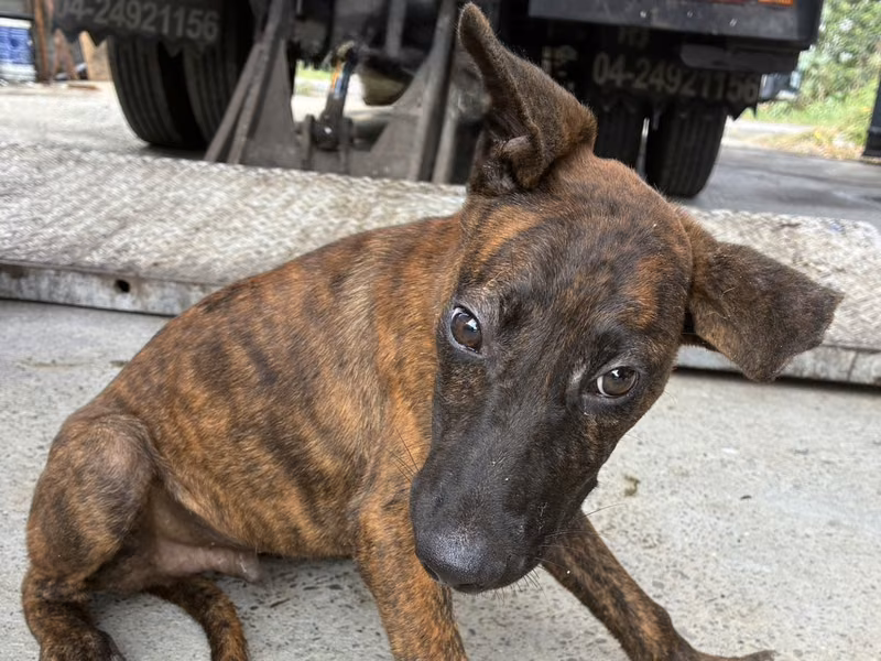 Tabby young male mixed-breed dog, Small, shelter no. …7003