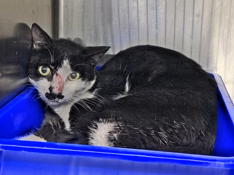 Black-and-white adult male mixed-breed cat, Small, shelter no. …3103