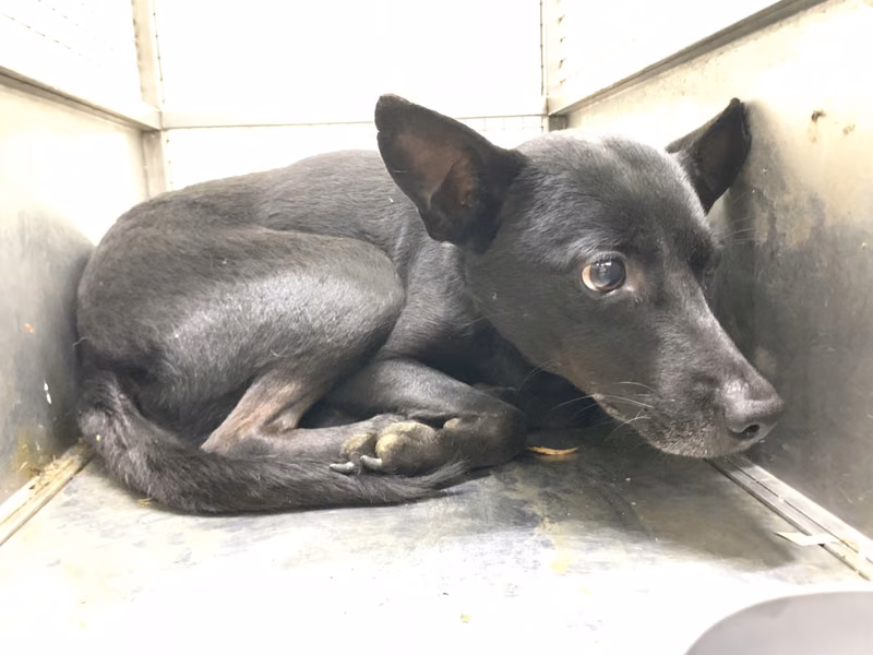 Black adult male mixed-breed dog, Medium, shelter no. …1001