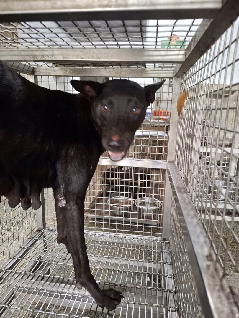 Black adult female mixed-breed dog, Large, shelter no. …3-04