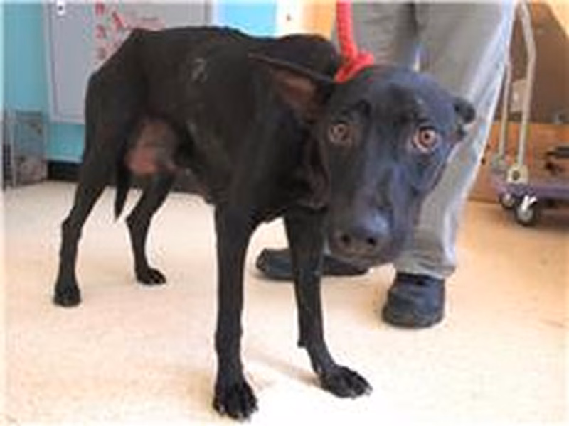 Black adult female mixed-breed dog, Medium, shelter no. …2002