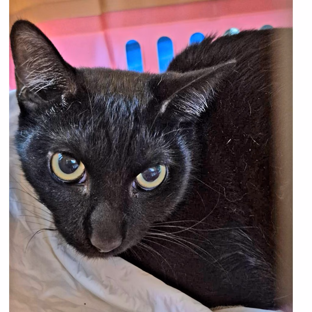 Black adult female mixed-breed cat, Small, shelter no. …4001