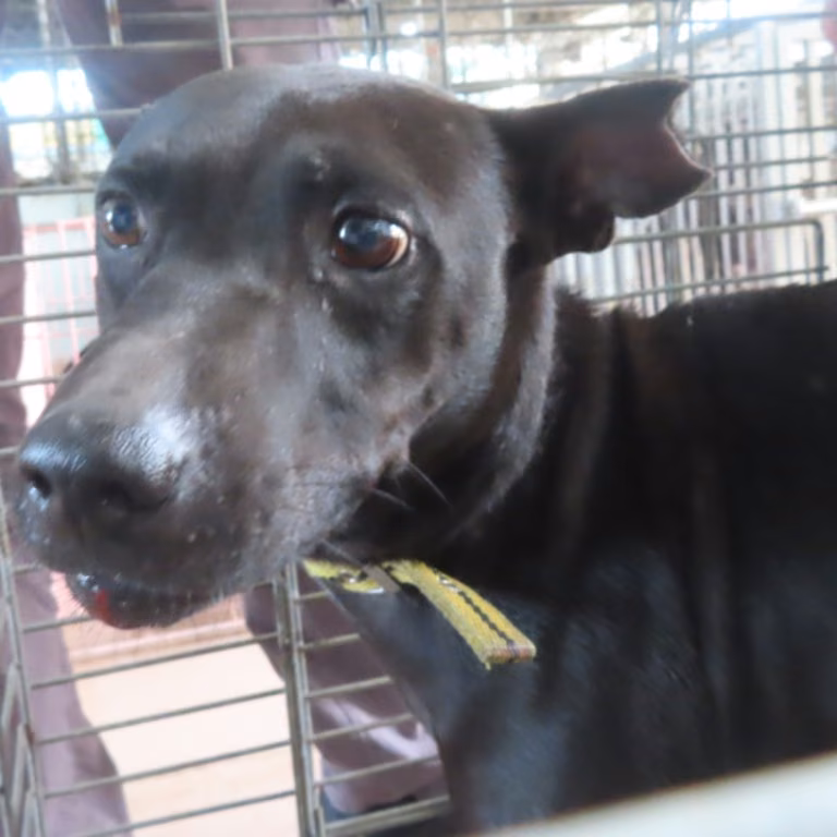 Black adult male mixed-breed dog, Medium, shelter no. …9-10
