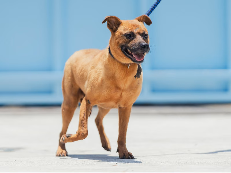 Tan adult male mixed-breed dog, Medium, shelter no. …3001