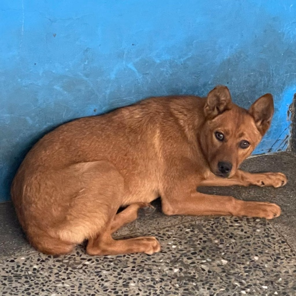 Brown adult female mixed-breed dog, Large, shelter no. …9016