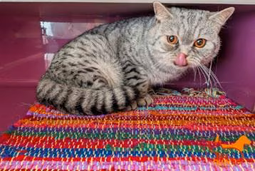 Gray tabby young male British Shorthair, shelter no. …4321