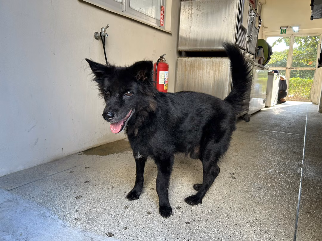 Black adult male mixed-breed dog, Medium, shelter no. …9001