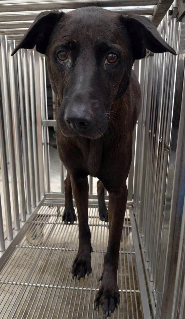 Black adult female mixed-breed dog, Medium, shelter no. …5003
