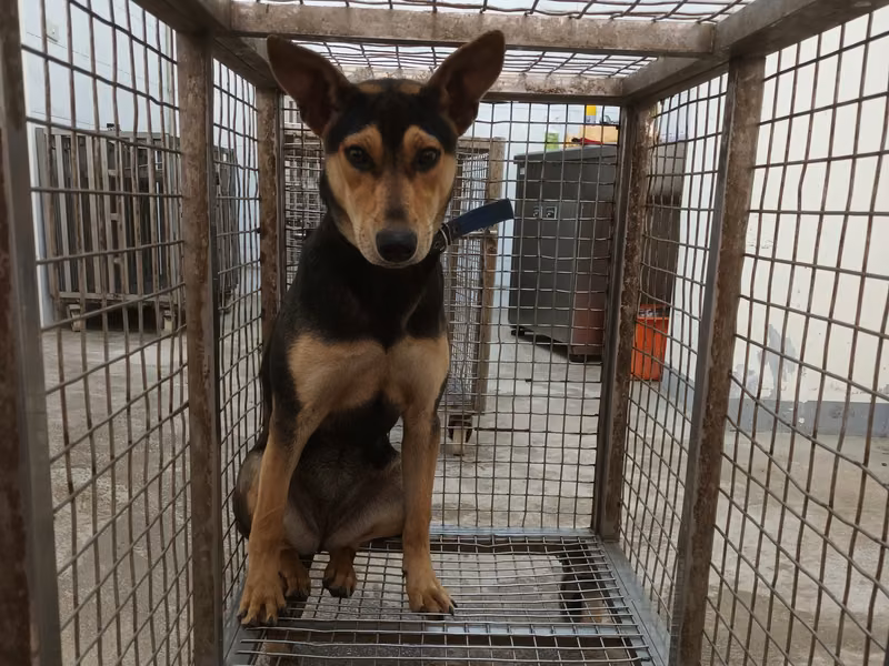 Black-and-tan adult female mixed-breed dog, Large, shelter no. …5004