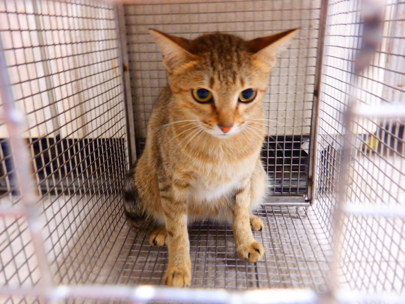 Tabby adult female mixed-breed cat, Small, shelter no. …31C5