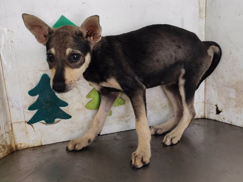 Black young female mixed-breed dog, Medium, shelter no. …0516