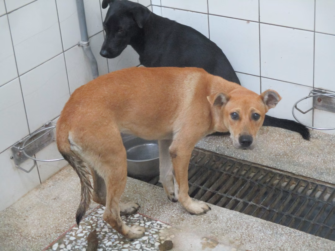 Tan adult female mixed-breed dog, Medium, shelter no. …25-1