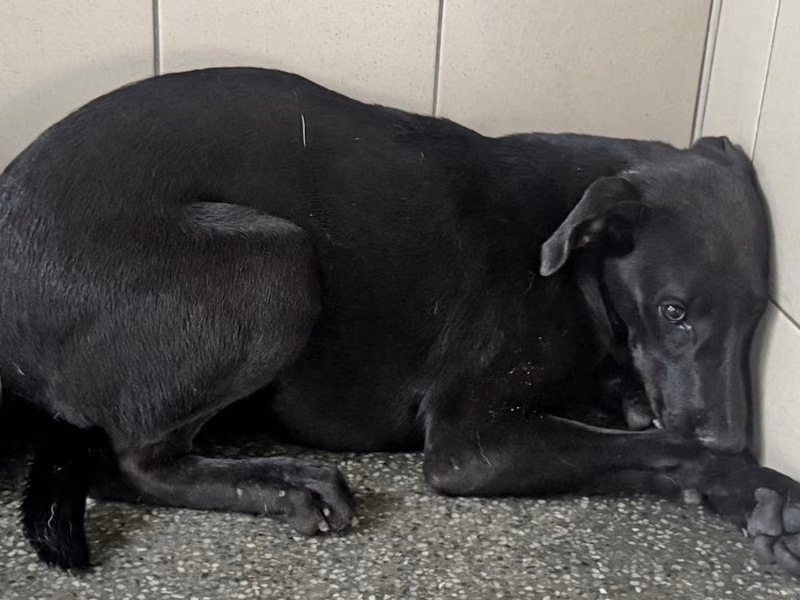 Black young female mixed-breed dog, Large, shelter no. …0303