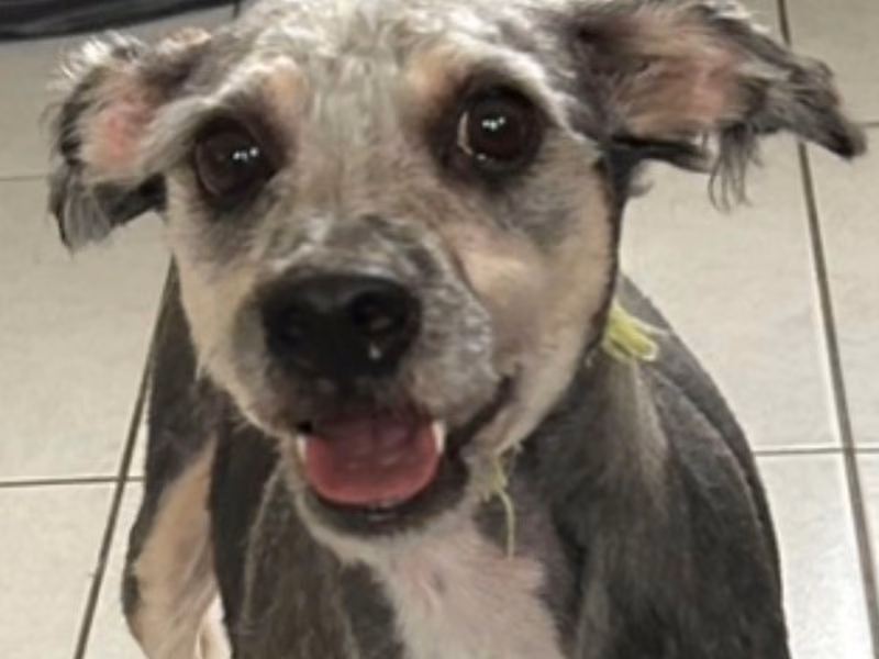 Calico adult male mixed-breed dog, Medium, shelter no. …6007