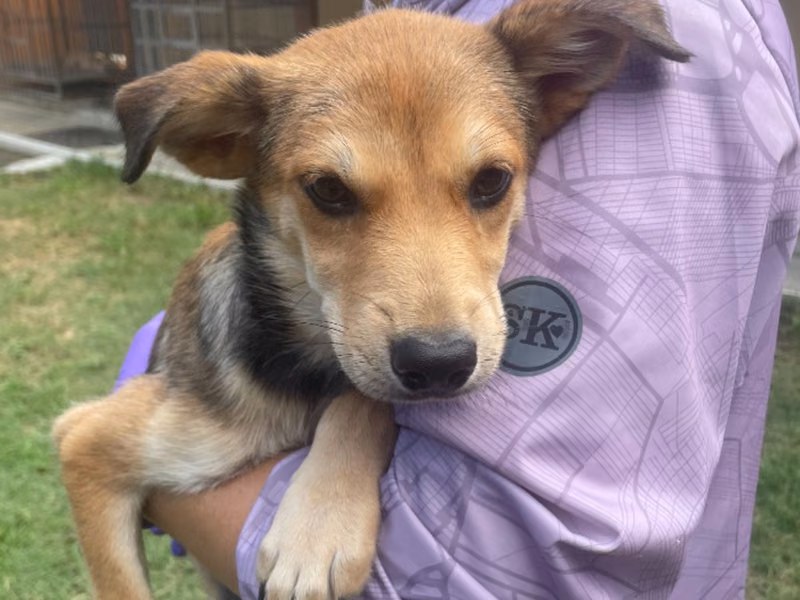 Tan-and-white young female mixed-breed dog, Medium, shelter no. …7012