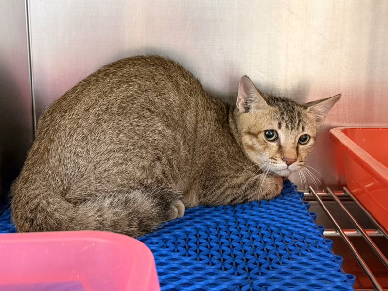 ミックス猫（オス・成猫・黒とトラ）、中型, 施設番号 …3010