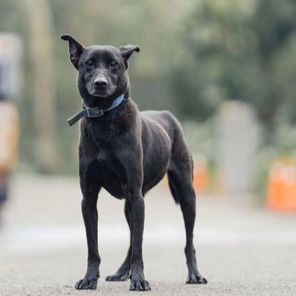 Black adult male mixed-breed dog, Medium, shelter no. …9005
