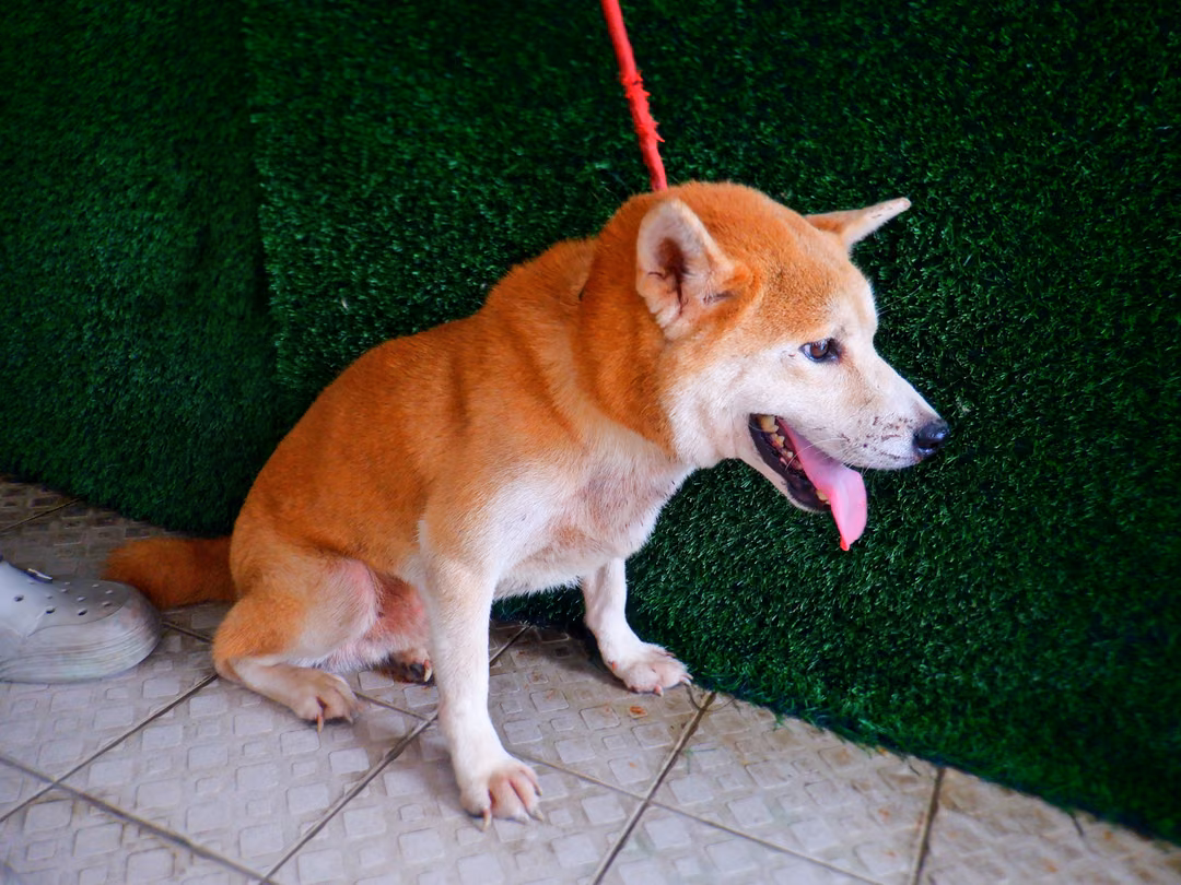 Tan adult male Shiba Inu, Medium, shelter no. …8802