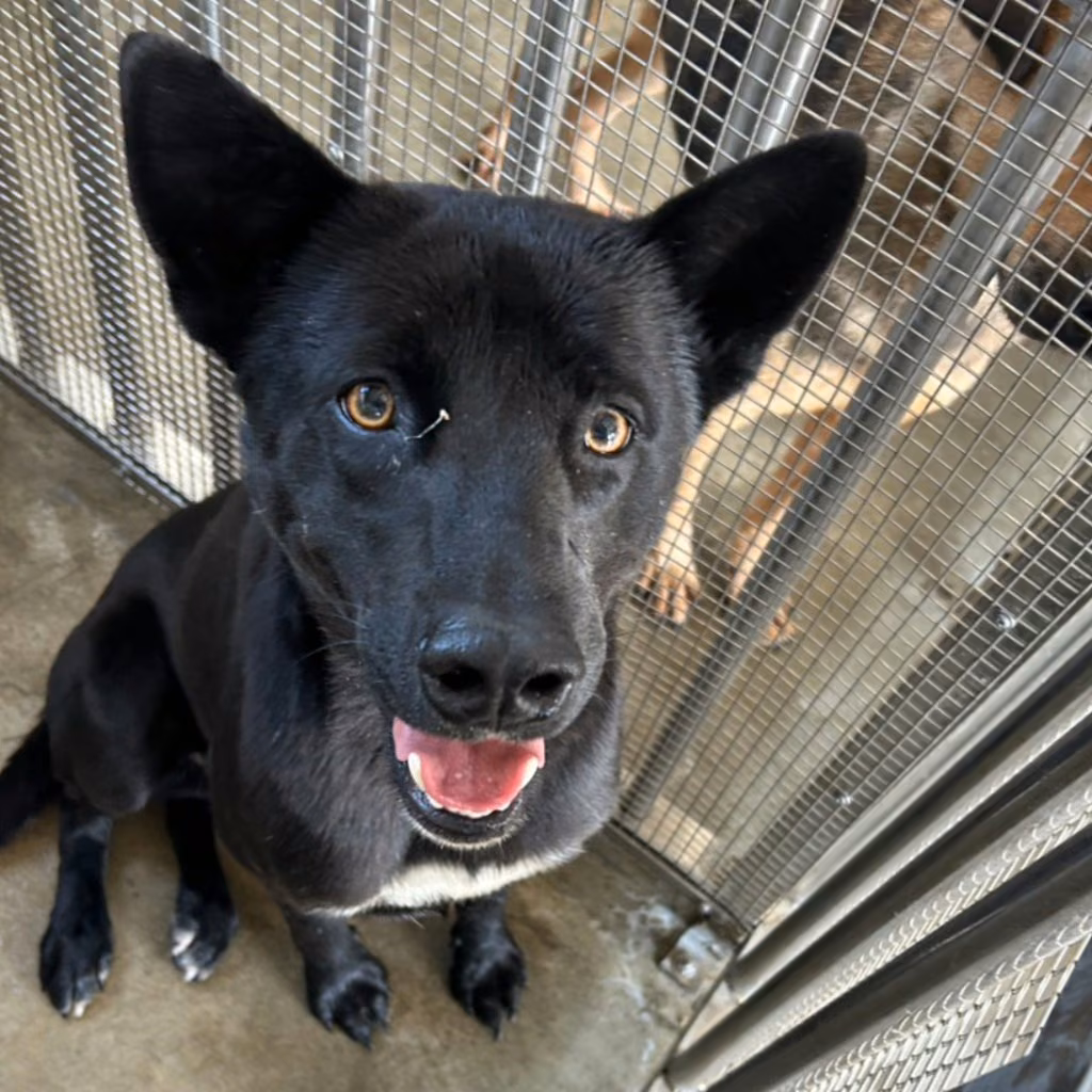 Black adult male mixed-breed dog, Large, shelter no. …9002