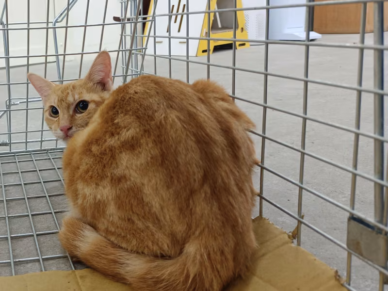 ミックス猫（メス・成猫・茶とトラ）、中型, 施設番号 …0707