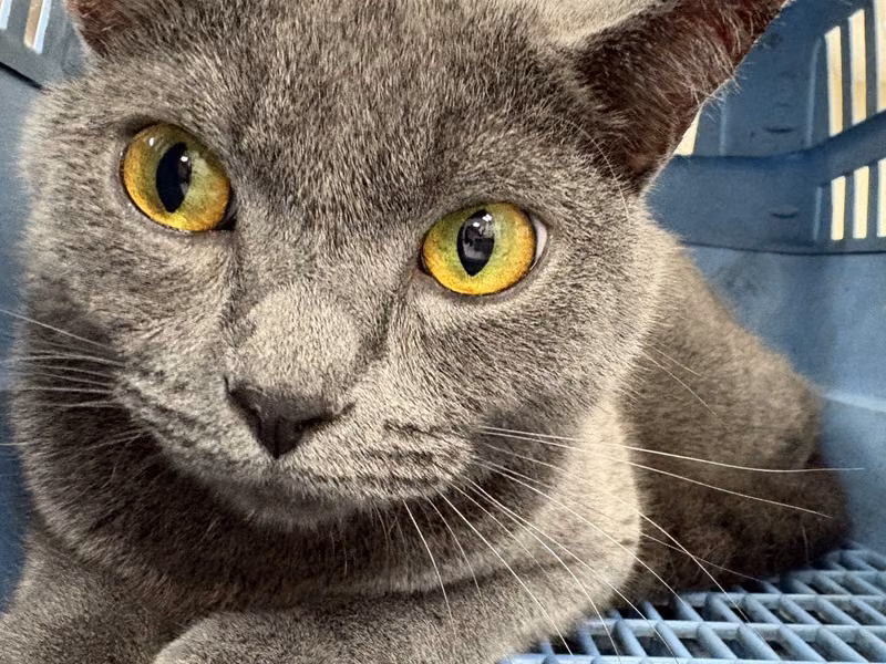 Gray adult female British Shorthair, Large, shelter no. …3001